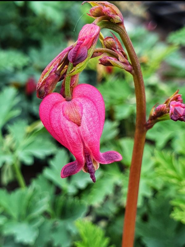 Dicentra 'Amore Rose' Shop Well Established Dicentra Proctors Nursery