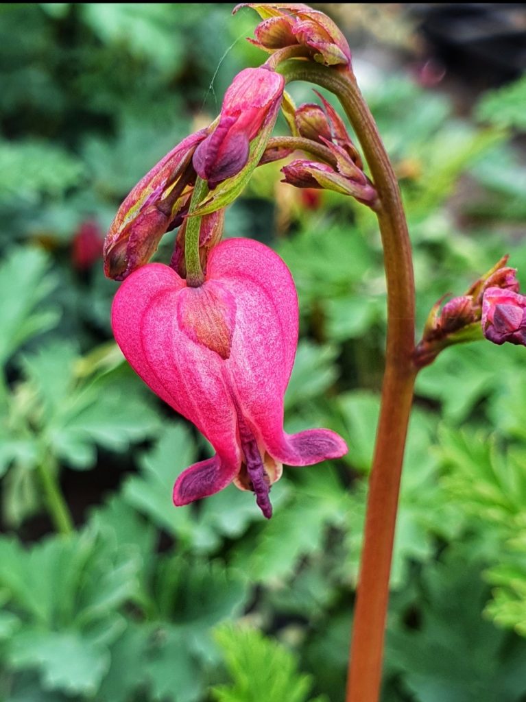 Dicentra 'Amore Rose' Shop Well Established Dicentra Proctors Nursery