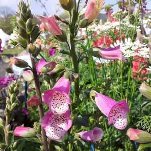 Digitalis 'Lucas'