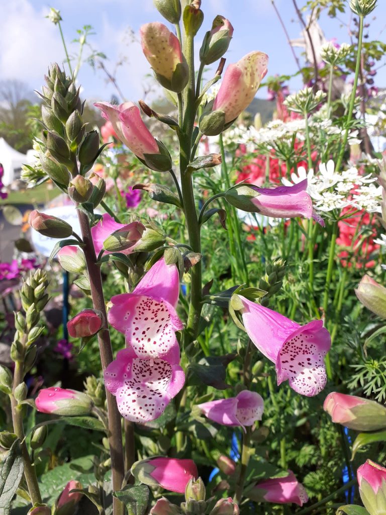 Digitalis 'Lucas' Shop Well Established Digitalis Proctors Nursery