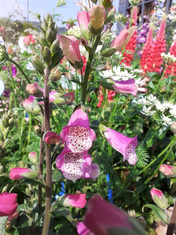 Digitalis 'Lucas' Shop Well Established Digitalis Proctors Nursery