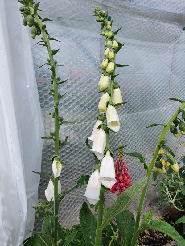 Digitalis purpurea var. Alba