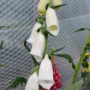 Digitalis purpurea var. Alba