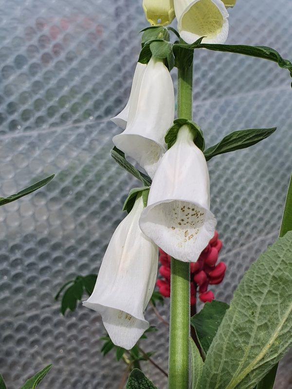 Digitalis purpurea var. Alba