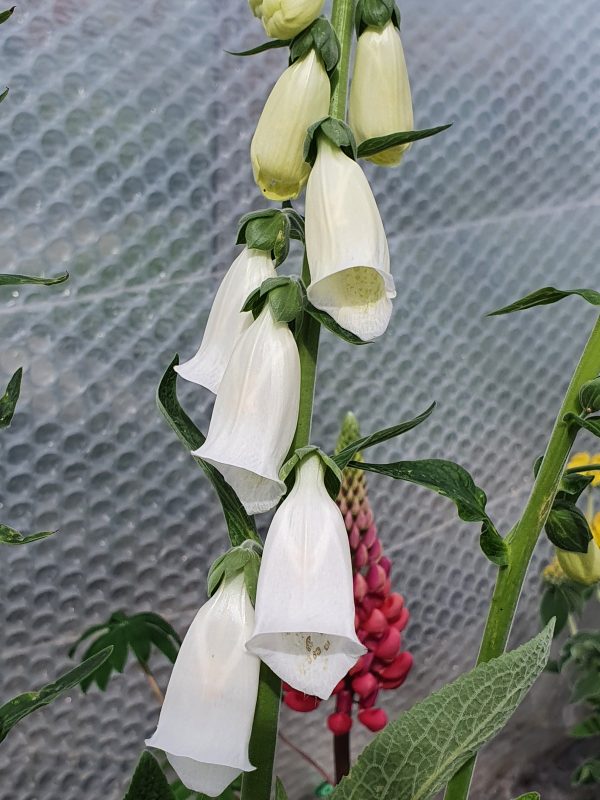 Digitalis purpurea var. Alba