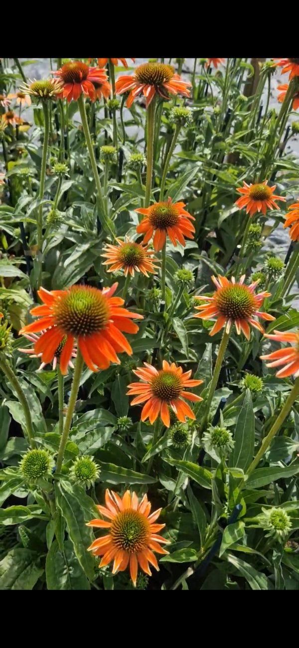 Echinacea 'Lakota Orange' Echinacea 'Lakota Orange'