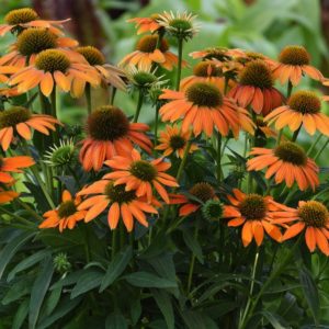 Echinacea 'Lakota Orange'
