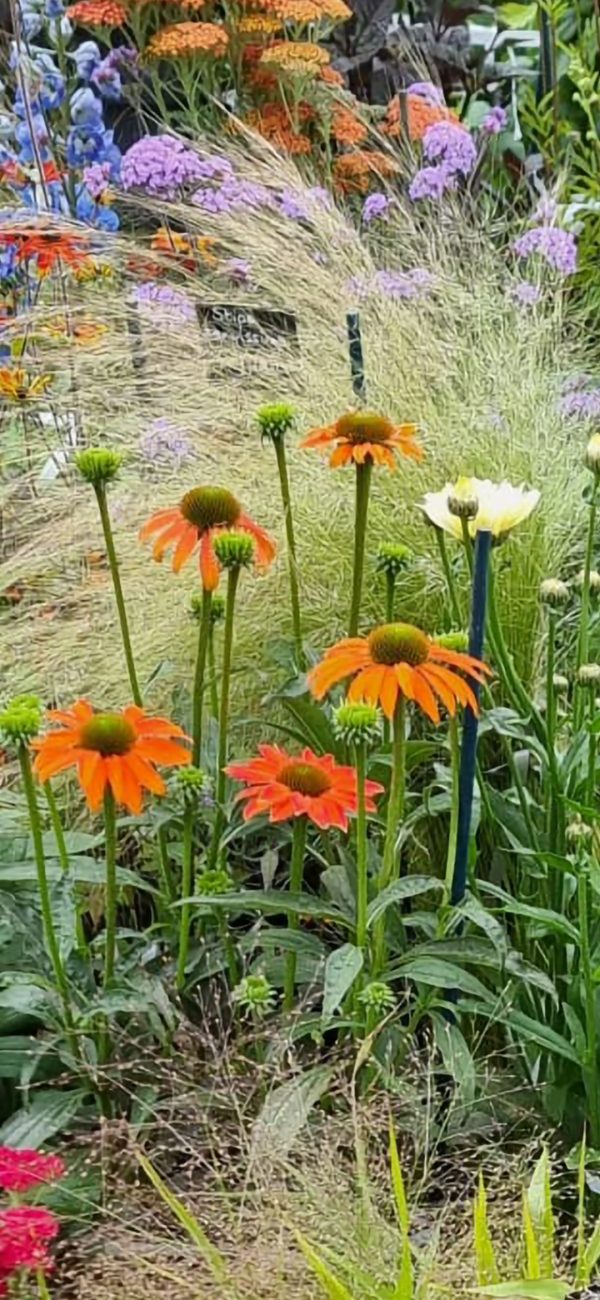 Echinacea 'Lakota Orange' Echinacea 'Lakota Orange'