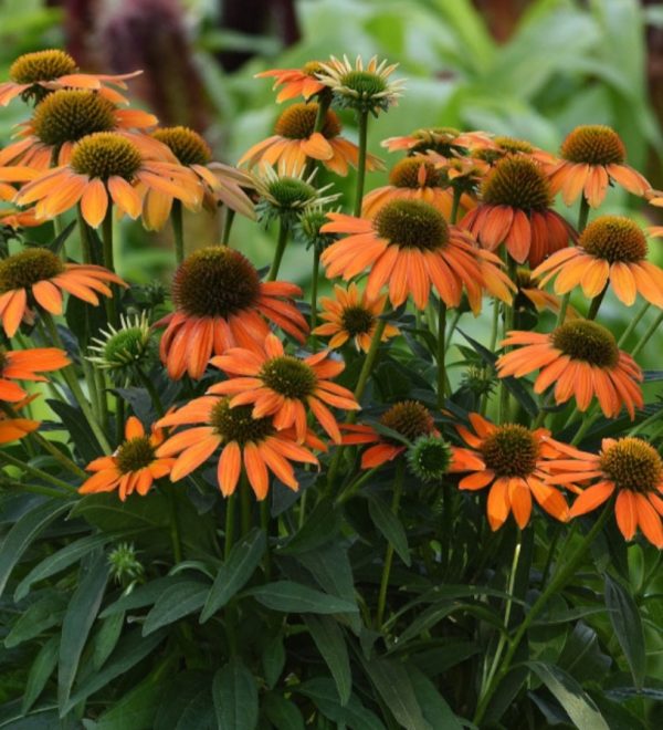 Echinacea 'Lakota Orange' Echinacea 'Lakota Orange'