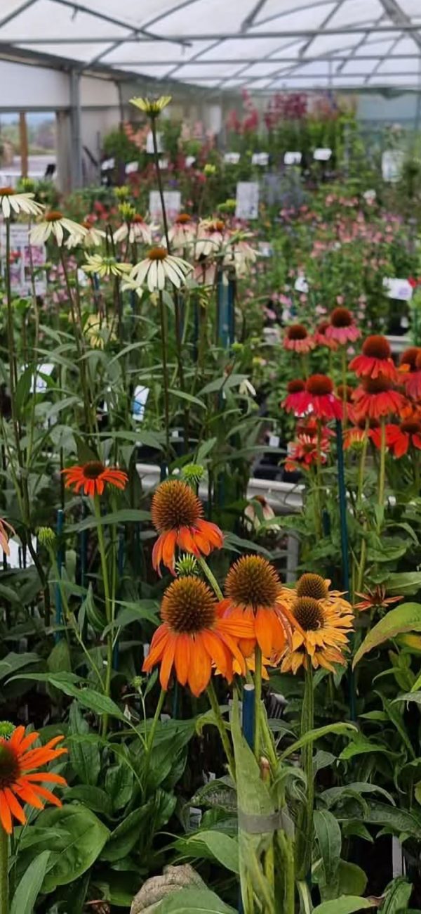Echinacea 'Lakota Orange'2 Echinacea 'Lakota Orange'