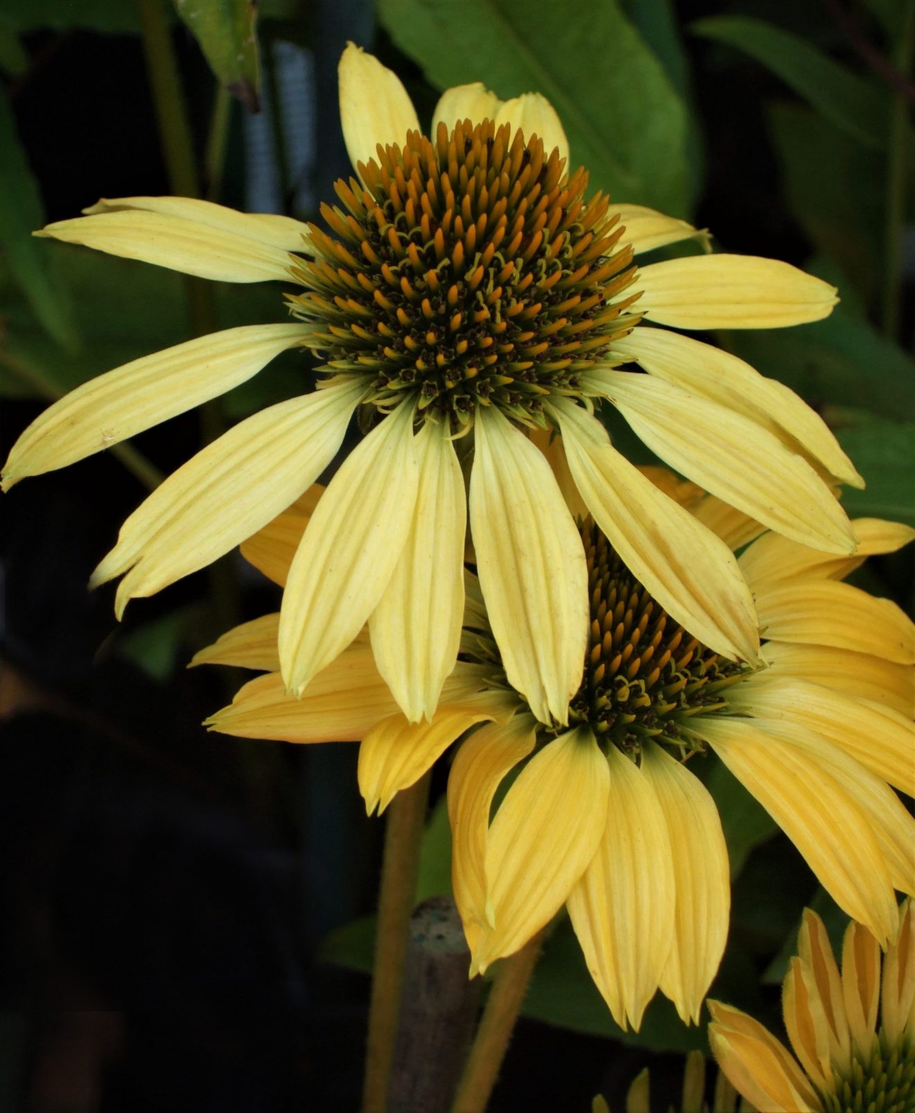 Echinacea purpurea 'Mellow Yellows' Shop Echinacea Proctors Nursery