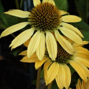 Echinacea purpurea 'Mellow Yellows'