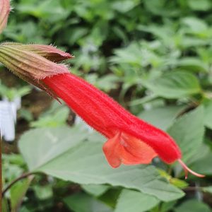 Salvia 'Ember's Wish'