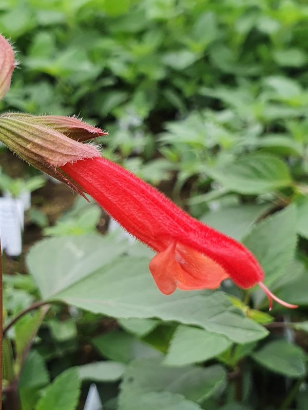 Embers Wish Salvia 'Ember's Wish'