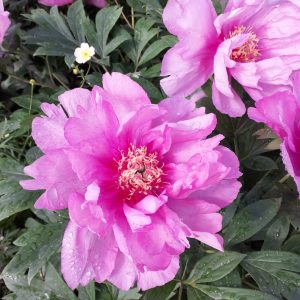 Paeonia 'First Arrival'