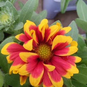 Gaillardia aristata 'Guapa Flamenco Bicolour'