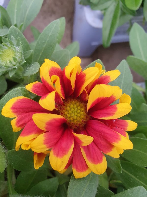 Gaillardia aristata 'Guapa Flamenco Bicolour'