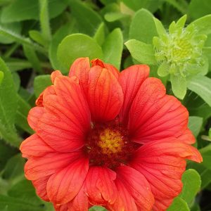 Gaillardia aristata 'Guapa Red'