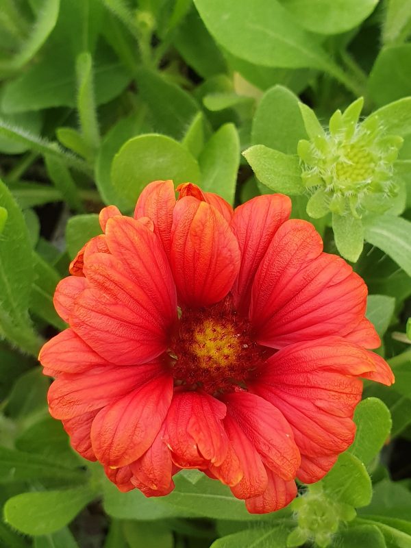 Gaillardia aristata 'Guapa Red' Gaillardia aristata 'Guapa Red'