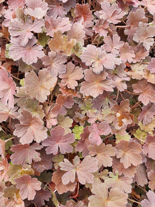 Geranium 'Dusky Rose'