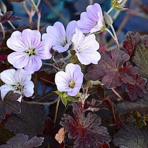 Geranium 'Dusky Rose'