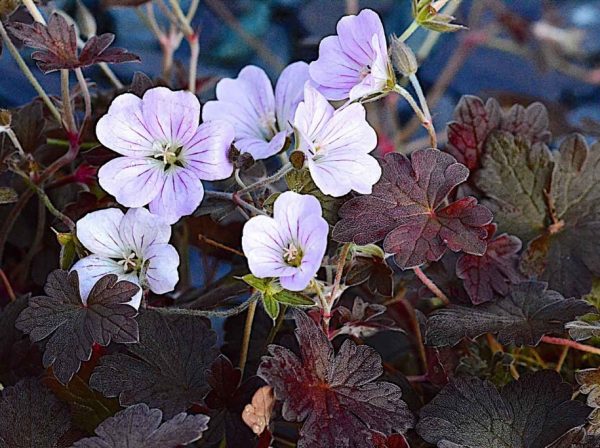 Geranium dusky rose Geranium 'Dusky Rose'