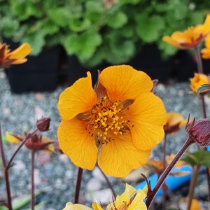 Geum 'Karlstaer'