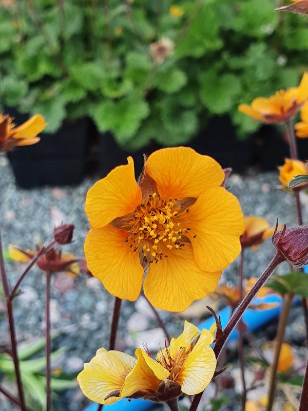 Geum 'karlstaer' 2 Geum 'Karlstaer'