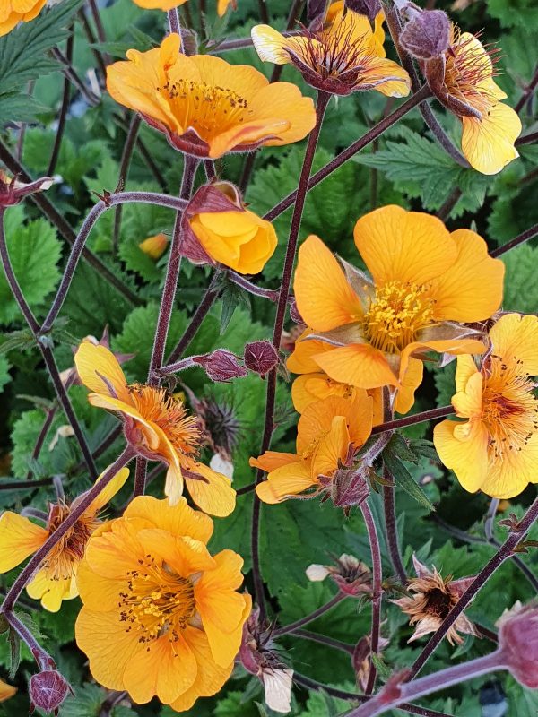 Geum 'karlstaer'