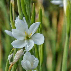 Hesperantha coccinea 'Snow Maiden'