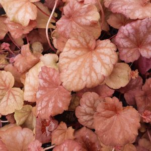 Heuchera 'Berry Smoothie'