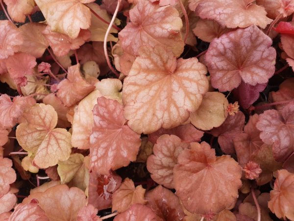 Heuchera 'Berry Smoothie'