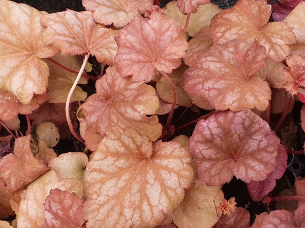 Heuchera 'Berry Smoothie'