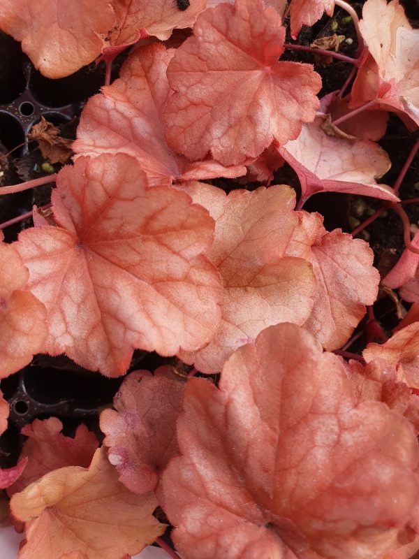 Heuchera 'Paprika' 2
