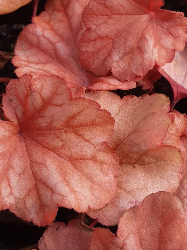 Heuchera 'Paprika' 3