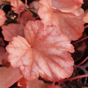 Heuchera 'Paprika'