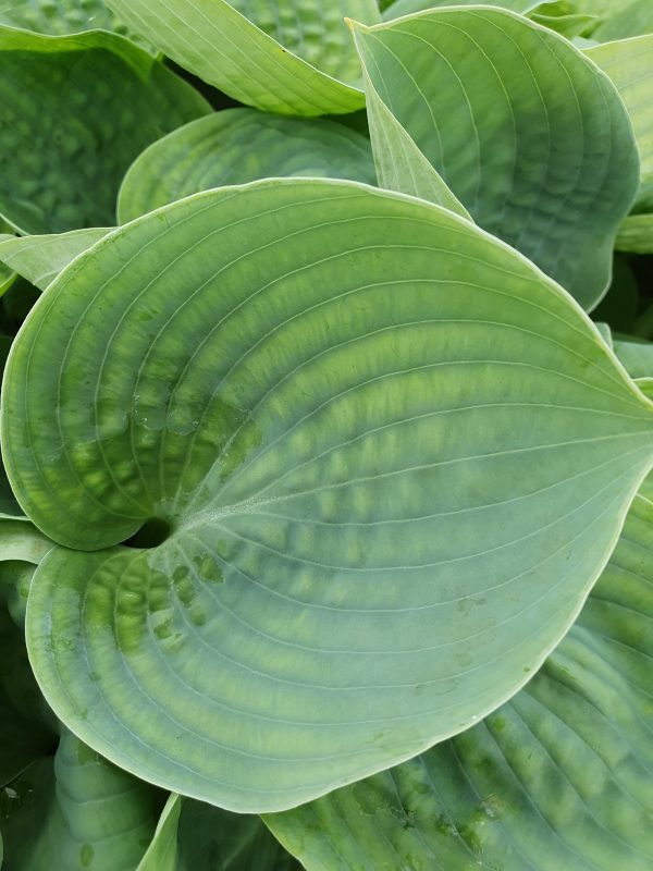 Hosta 'Love Pat' 2