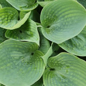 Hosta 'Love Pat'