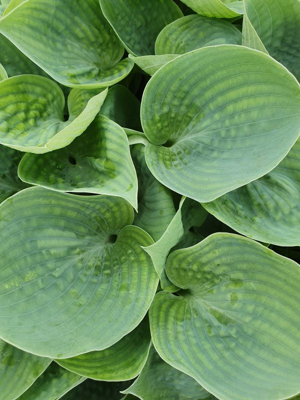 Hosta 'Love Pat' Hosta 'Love Pat'