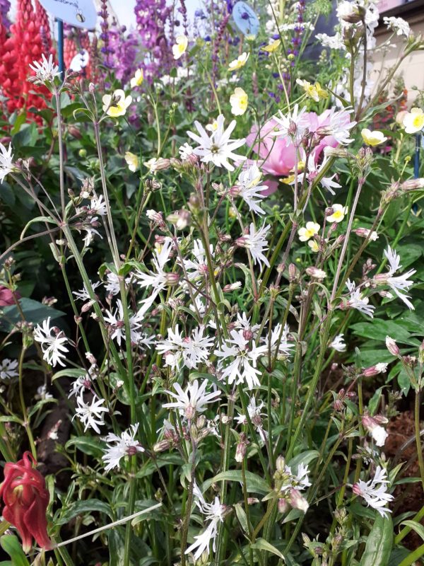 Lychnis White Robin