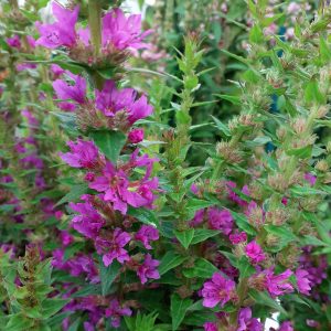 Lythrum 'Robert'