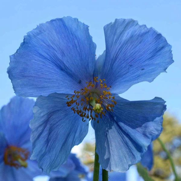 Meconopsis 'Lingholm'