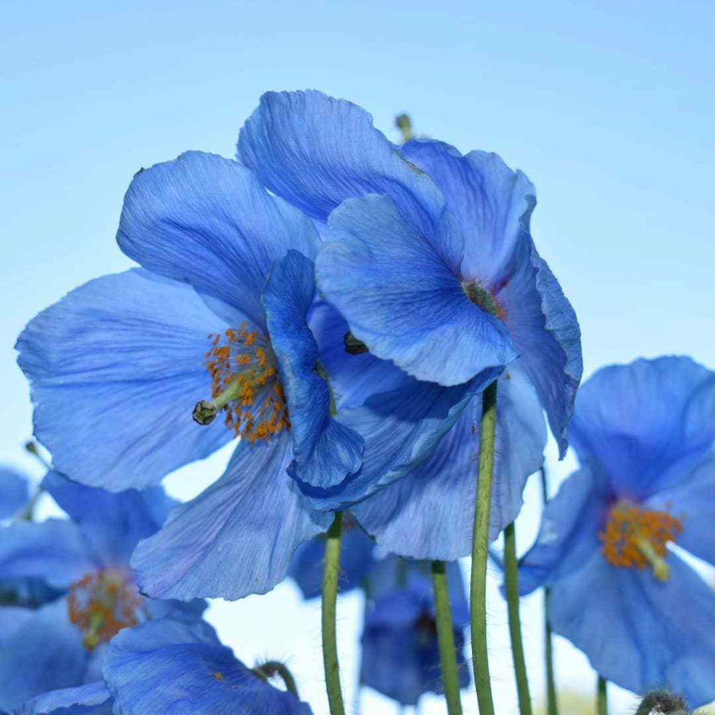 Meconopsis 'Lingholm' Shop Established Meconopsis Proctors Nursery
