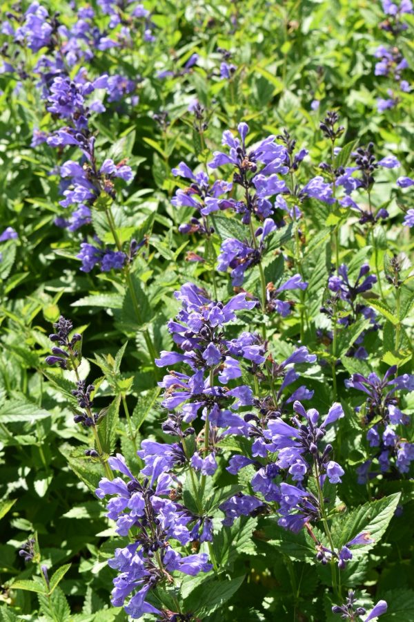 Nepeta subsessilis 'Purple Prelude' Nepeta subsessilis 'Purple Prelude'