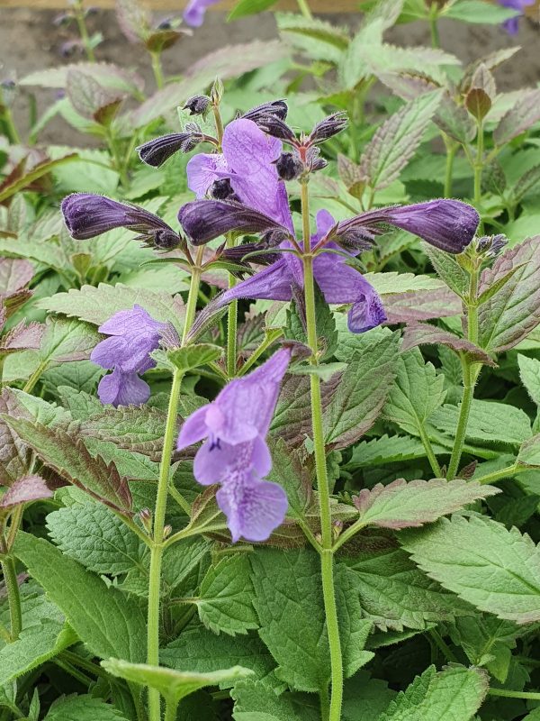 Nepeta subsessilis 'Purple Prelude' 2