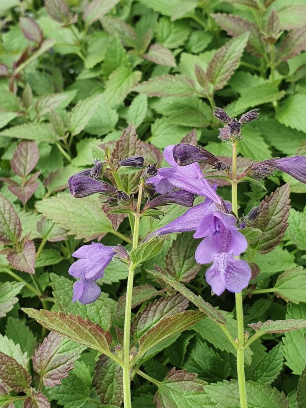 Nepeta subsessilis 'Purple Prelude'