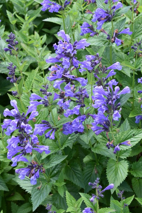 Nepeta subsessilis 'Purple Prelude'3 Nepeta subsessilis 'Purple Prelude'