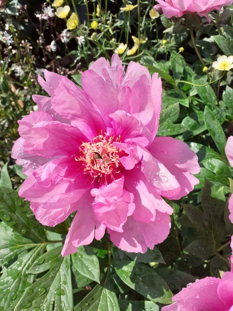 Paeonia 'First Arrival' | Shop Well Established Paeonia | Proctors Nursery