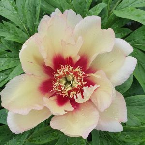 Paeonia 'Callis Memory'