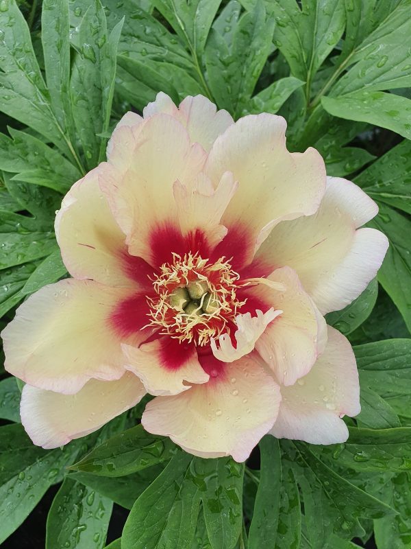 Paeonia Callis Memory Paeonia 'Callis Memory'